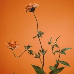 ADOLFO DOMINGUEZ Verbena Mandarina -Mejor Cosméticos Tienda 211869 7